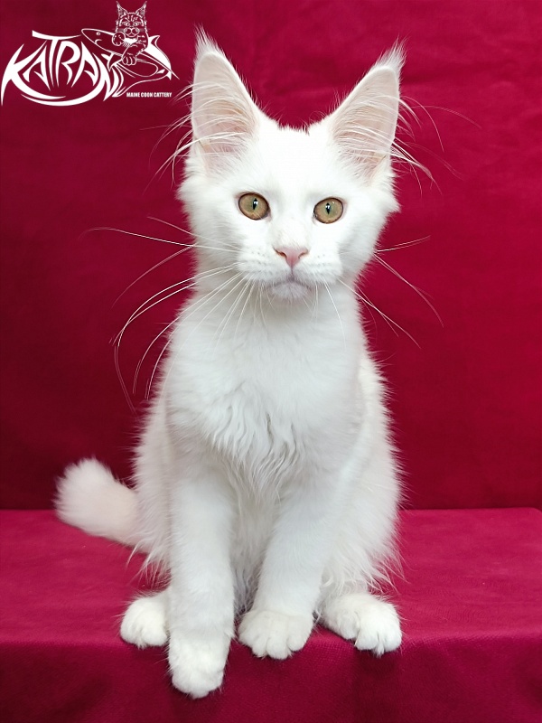 Katran Gabriella - Кошеня мейн-кун 4 місяця