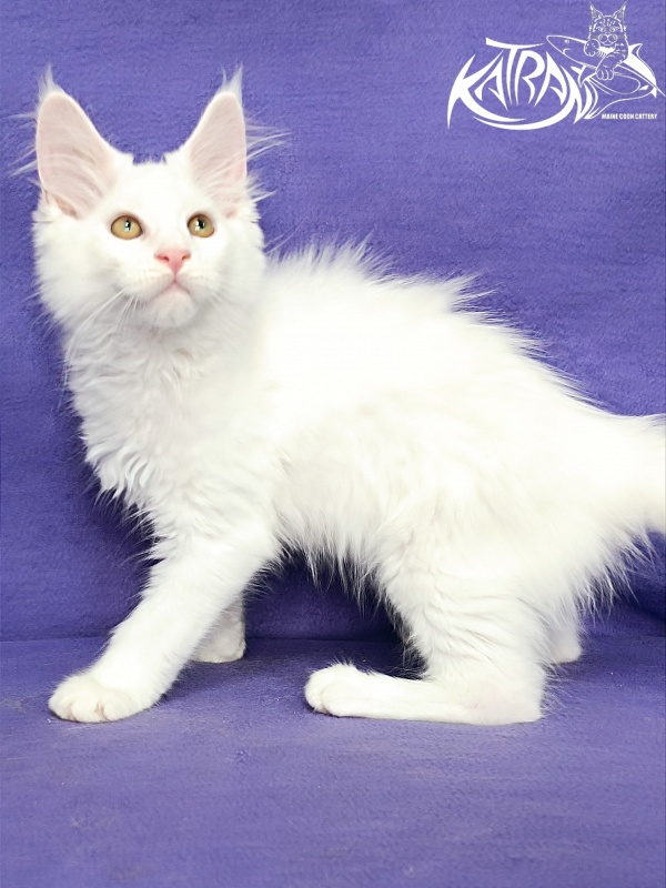 Katran Gabriella - Кошеня мейн-кун 3 місяця