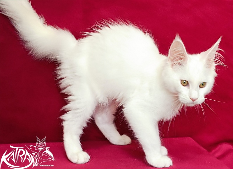 Katran Gabriella - Кошеня мейн-кун 4 місяця