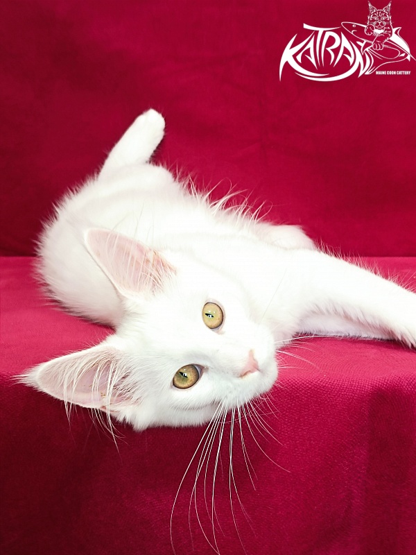 Katran Gabriella - Кошеня мейн-кун 4 місяця