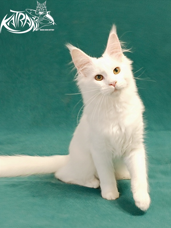 Katran Gabriella - Кошеня мейн-кун 5 місяців