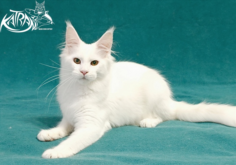 Katran Gabriella - Кошеня мейн-кун 5 місяців