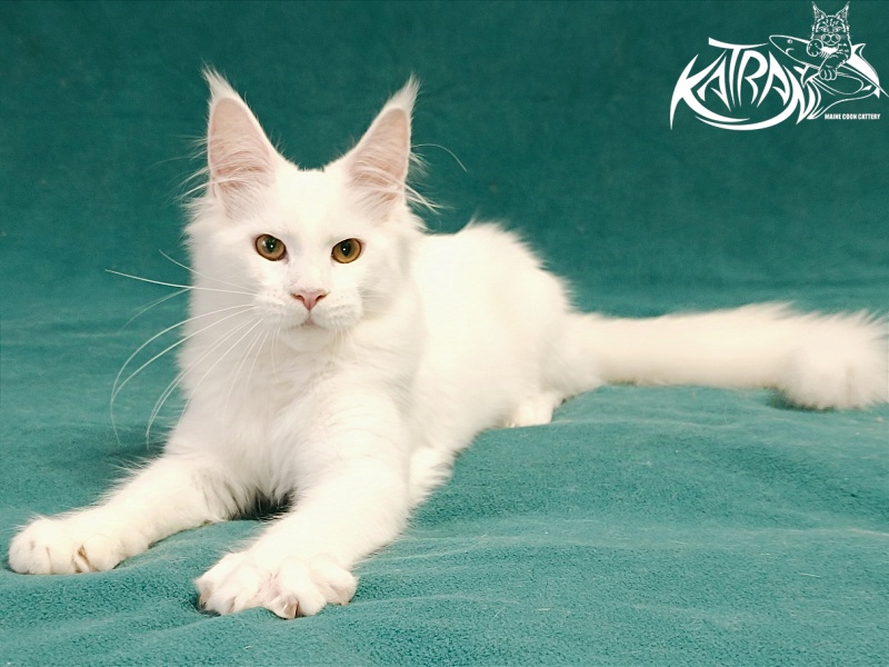 Katran Gabriella - Кошеня мейн-кун 5 місяців