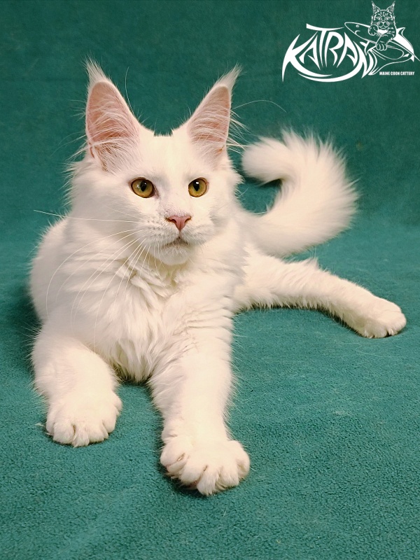 Katran Gabriella - Кошеня мейн-кун 5 місяців