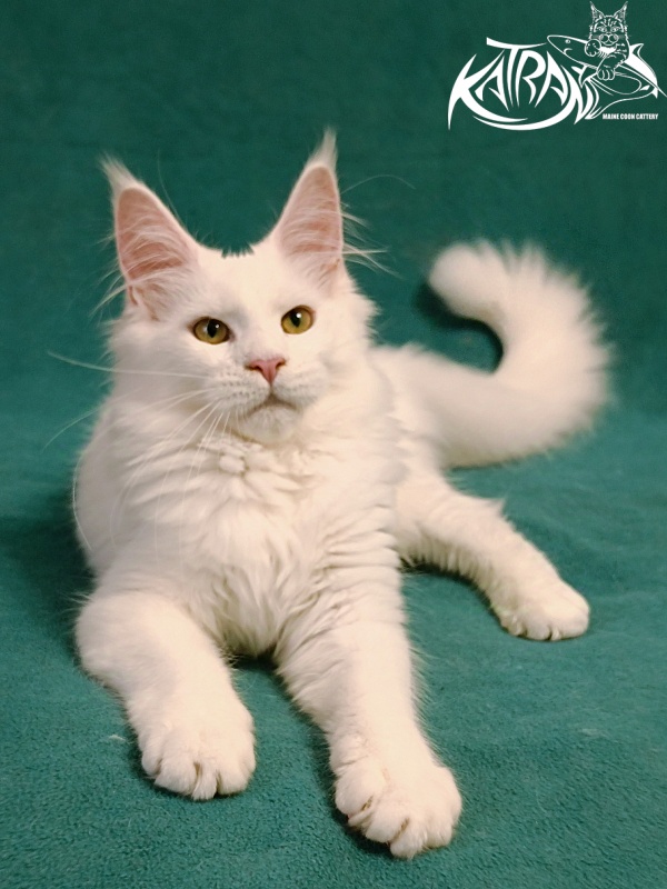 Katran Gabriella - Кошеня мейн-кун 5 місяців