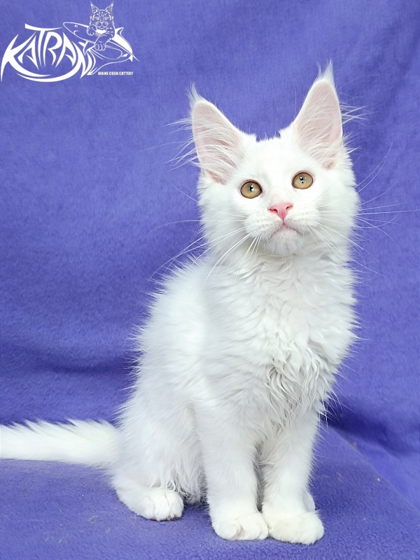 Katran Gabriella - Кошеня мейн-кун 3 місяця
