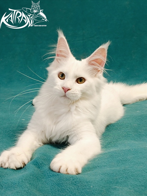 Katran Gabriella - Кошеня мейн-кун 5 місяців