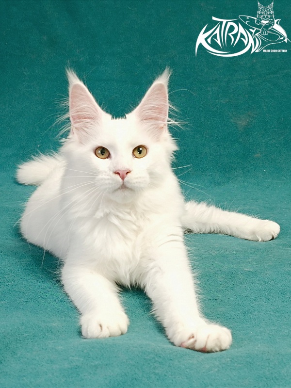 Katran Gabriella - Кошеня мейн-кун 5 місяців