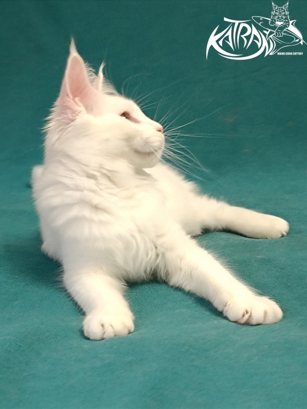 Katran Gabriella - Кошеня мейн-кун 5 місяців