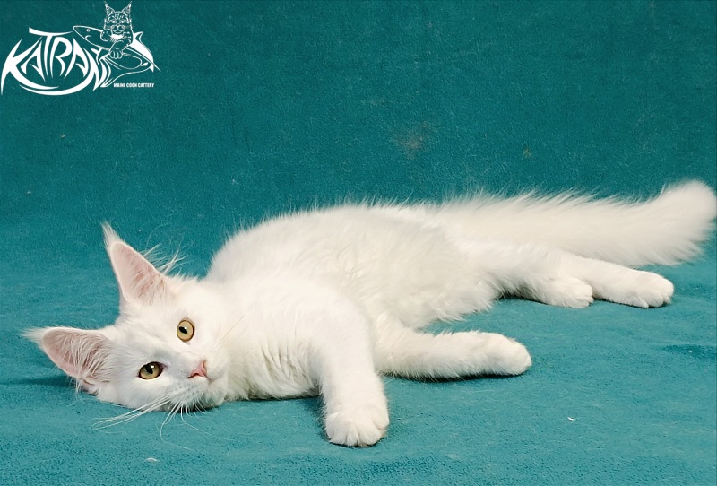 Katran Gabriella - Кошеня мейн-кун 5 місяців