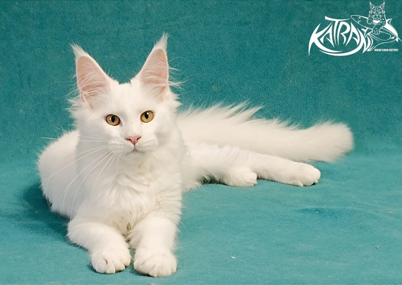 Katran Gabriella - Кошеня мейн-кун 5 місяців