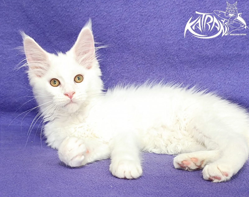 Katran Gabriella - Кошеня мейн-кун 3 місяця