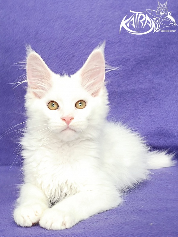 Katran Gabriella - Кошеня мейн-кун 3 місяця