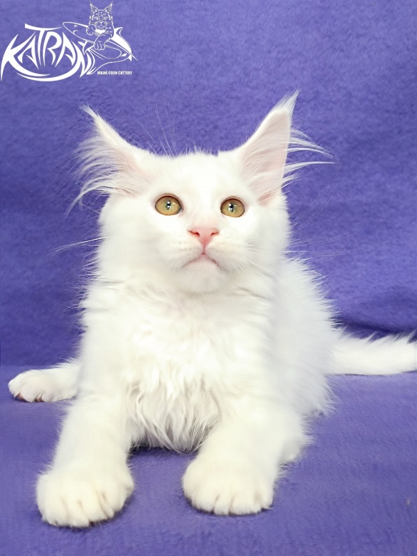 Katran Gabriella - Кошеня мейн-кун 3 місяця
