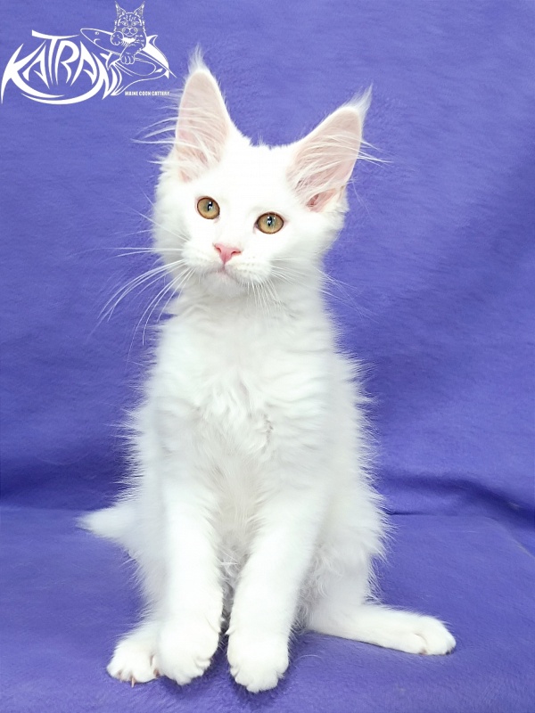 Katran Gabriella - Кошеня мейн-кун 3 місяця