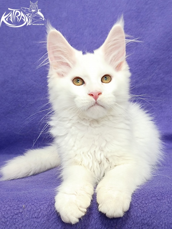 Katran Gabriella - Кошеня мейн-кун 3 місяця