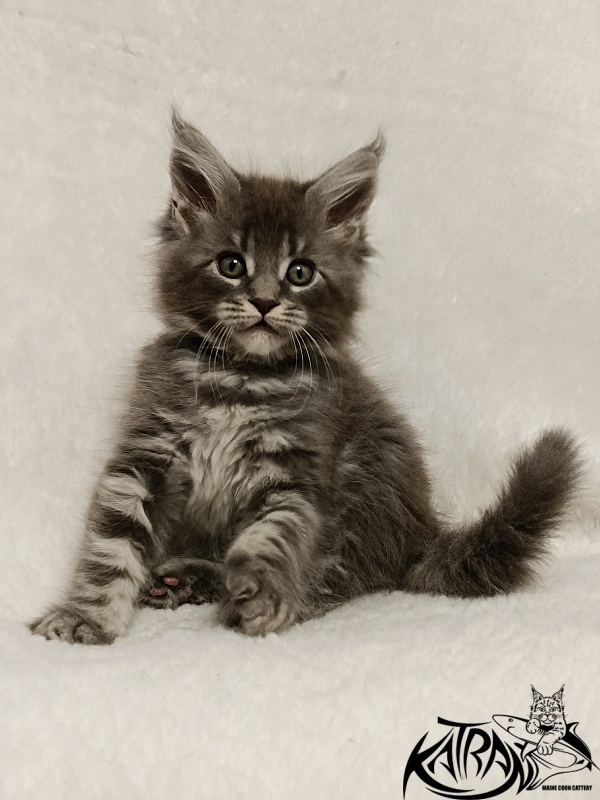 Katran Helena - Kitten maine-coon 1 month 2.5 weeks