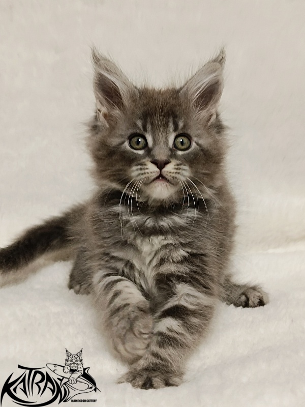 Katran Helena - Kitten maine-coon 1 month 2.5 weeks