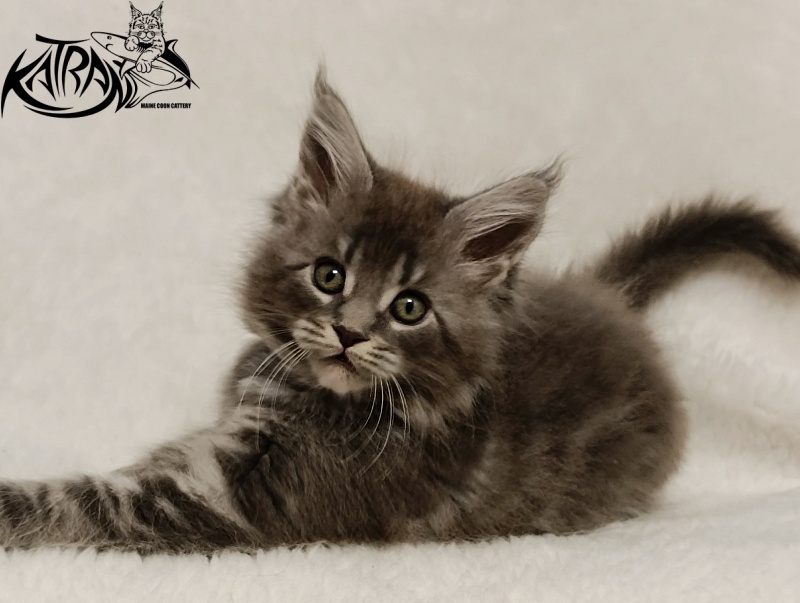 Katran Helena - Kitten maine-coon 1 month 2.5 weeks