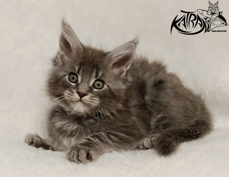 Katran Helena - Kitten maine-coon 1 month 2.5 weeks