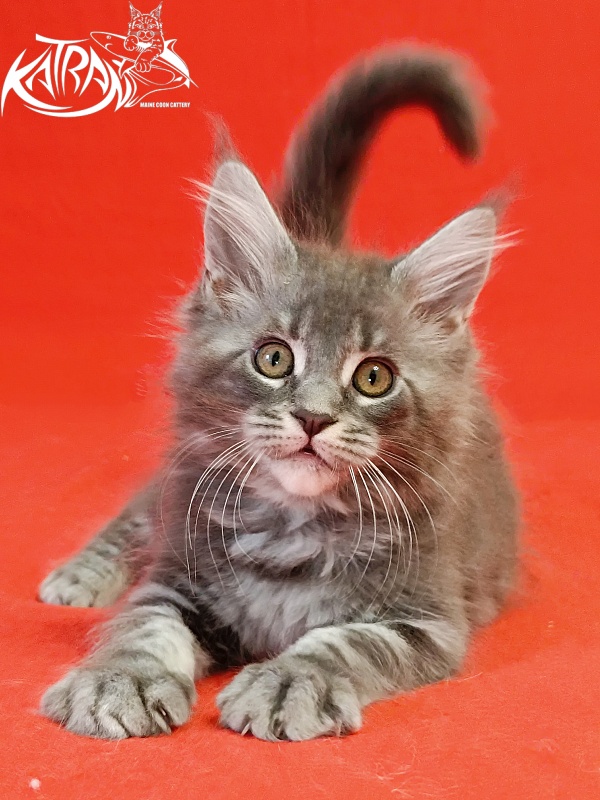 Katran Helena - Kitten maine-coon 2 months
