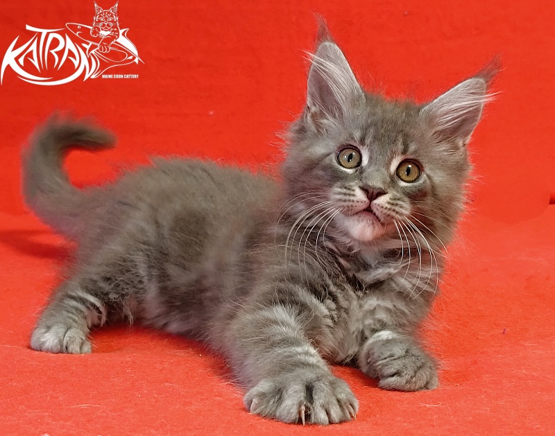 Katran Helena - Kitten maine-coon 2 months