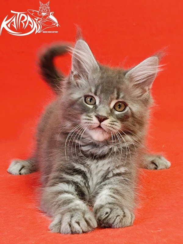 Katran Helena - Kitten maine-coon 2 months