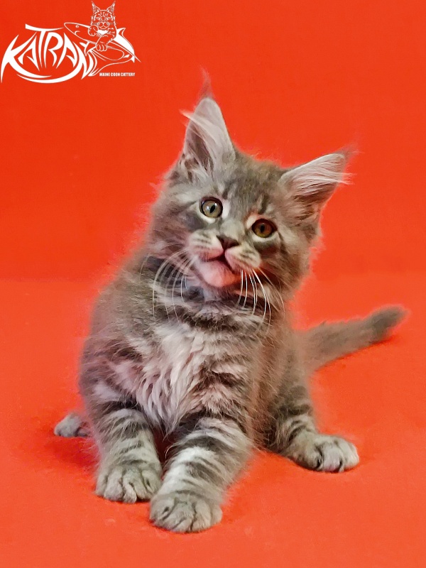 Katran Helena - Kitten maine-coon 2 months