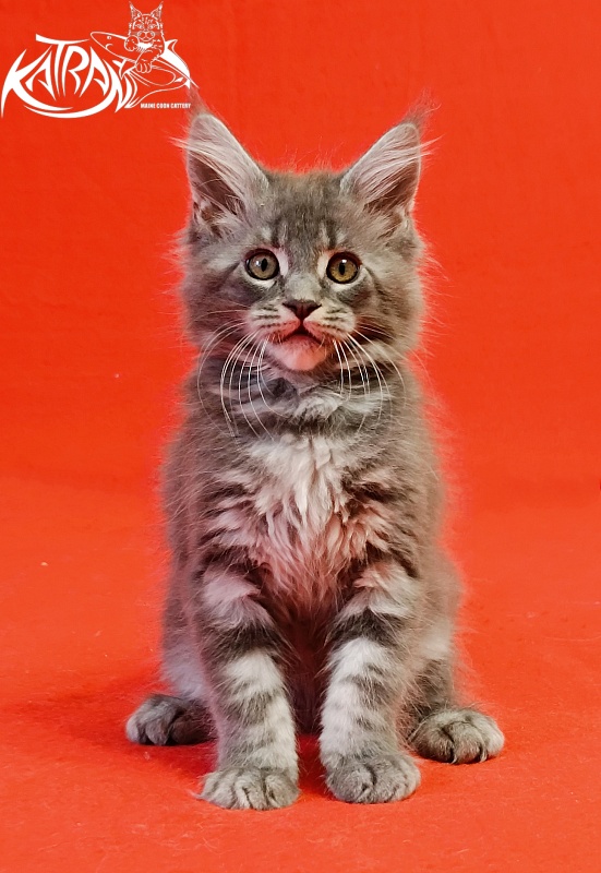 Katran Helena - Kitten maine-coon 2 months