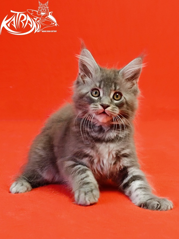 Katran Helena - Kitten maine-coon 2 months