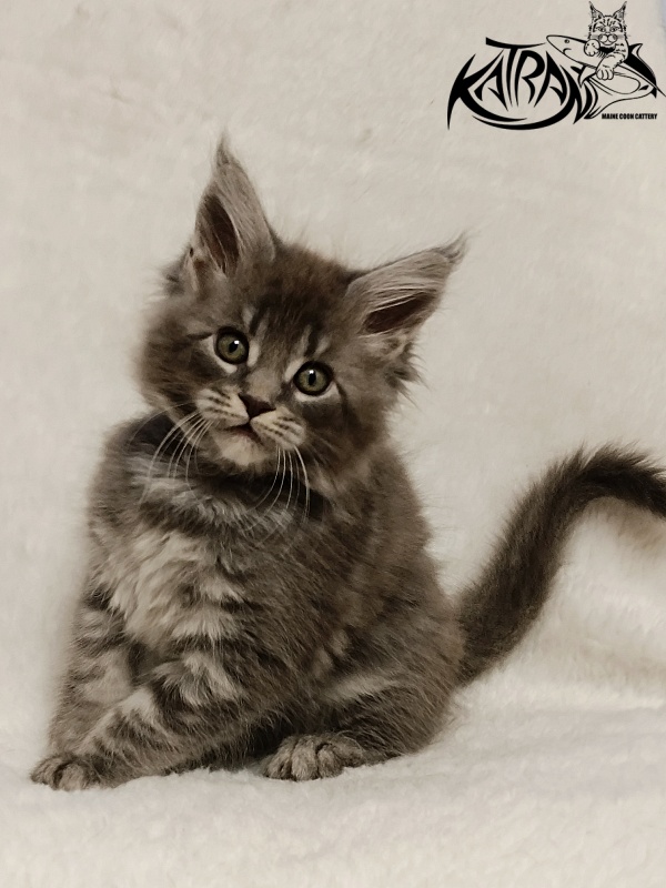 Katran Helena - Kitten maine-coon 1 month 2.5 weeks
