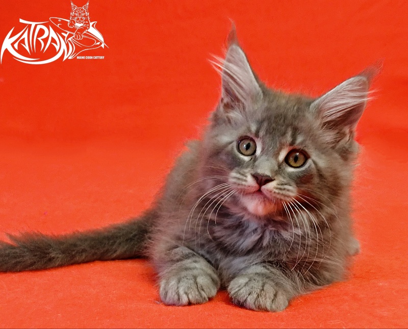 Katran Helena - Kitten maine-coon 2 months