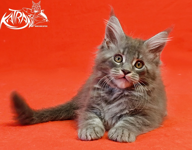 Katran Helena - Kitten maine-coon 2 months