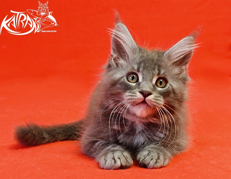 Katran Helena - Kitten maine-coon 2 months