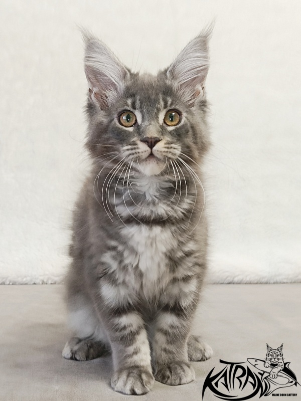 Katran Helena - Kitten maine-coon 3 months