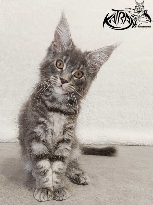 Katran Helena - Kitten maine-coon 3 months