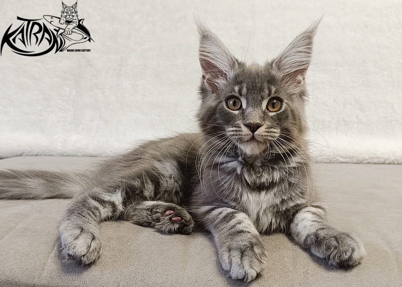 Katran Helena - Kitten maine-coon 3 months