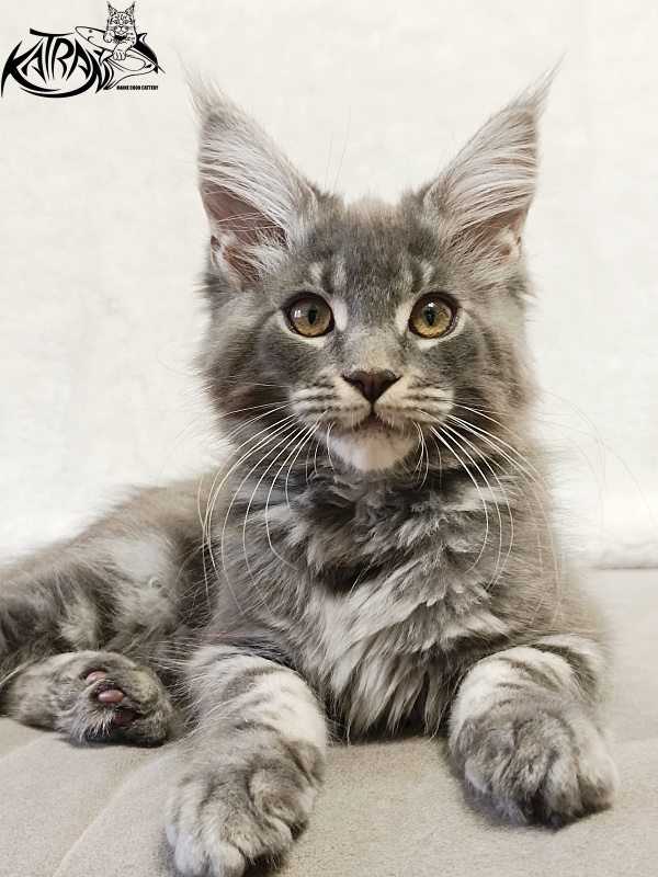 Katran Helena - Kitten maine-coon 3 months