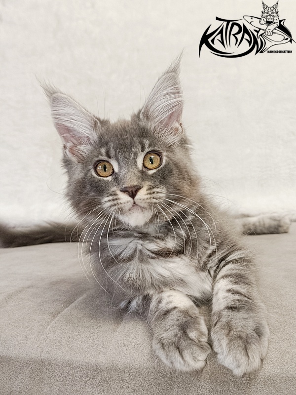Katran Helena - Kitten maine-coon 3 months
