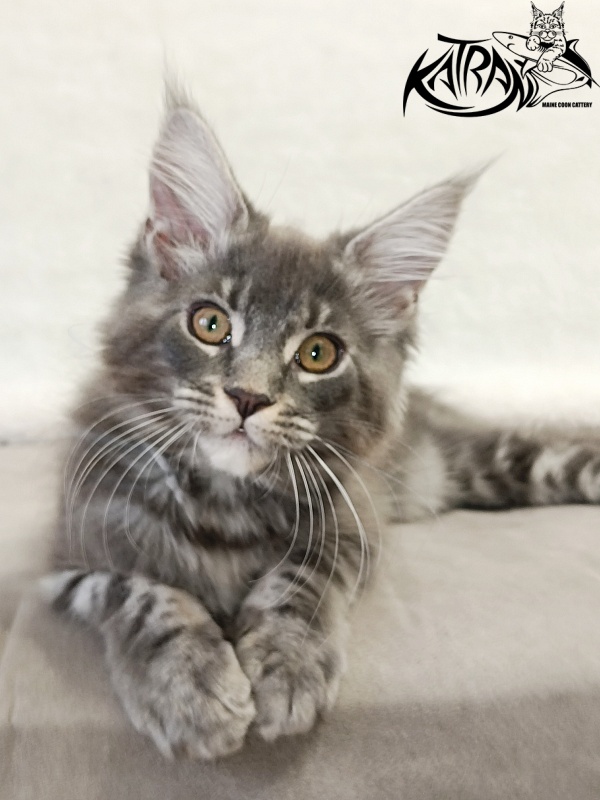 Katran Helena - Kitten maine-coon 3 months