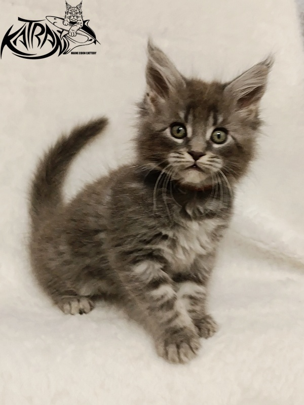 Katran Helena - Kitten maine-coon 1 month 2.5 weeks