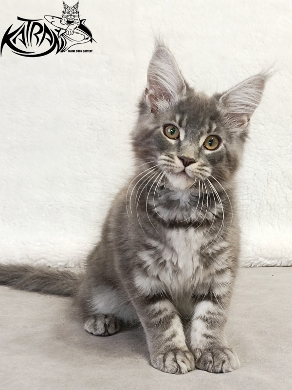Katran Helena - Kitten maine-coon 3 months