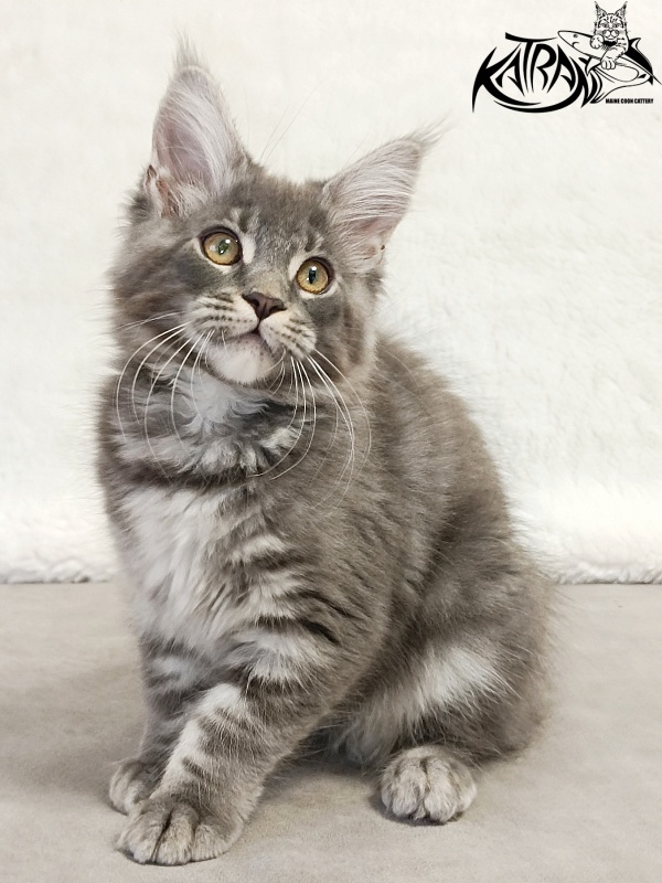 Katran Helena - Kitten maine-coon 3 months