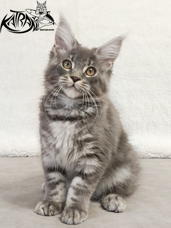Katran Helena - Kitten maine-coon 3 months