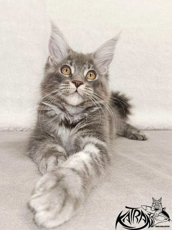 Katran Helena - Kitten maine-coon 3 months
