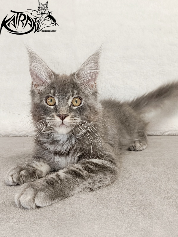 Katran Helena - Kitten maine-coon 3 months
