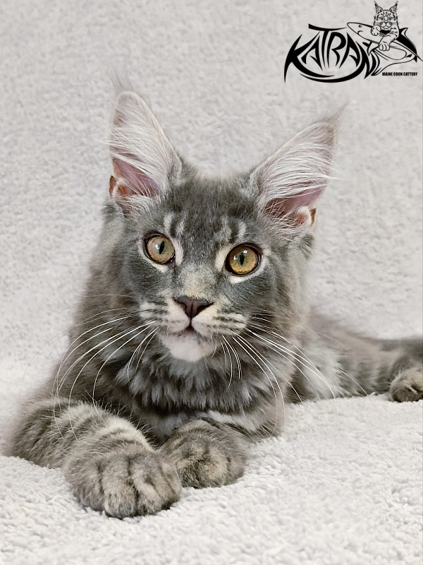 Katran Helena - Kitten maine-coon 4 months