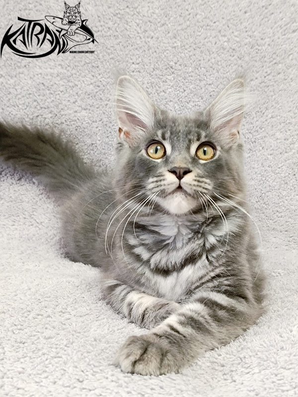 Katran Helena - Kitten maine-coon 4 months