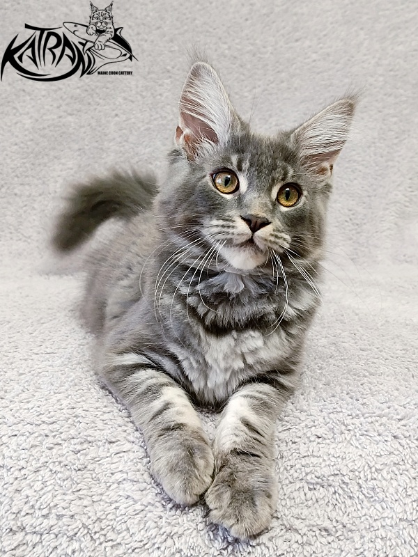 Katran Helena - Kitten maine-coon 4 months