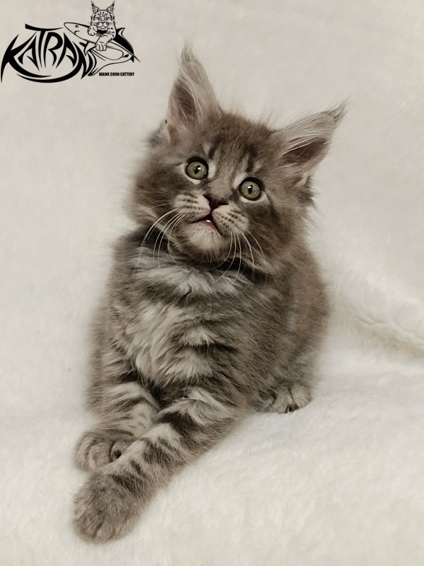 Katran Helena - Kitten maine-coon 1 month 2.5 weeks